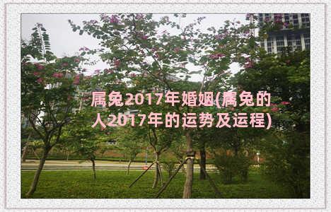 属兔2017年婚姻(属兔的人2017年的运势及运程)