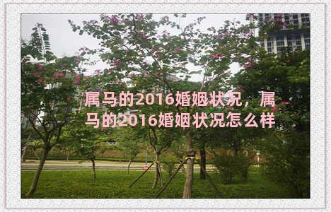 属马的2016婚姻状况，属马的2016婚姻状况怎么样