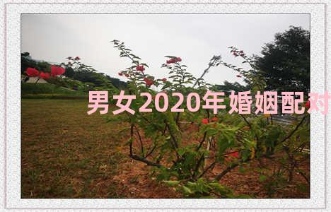 男女2020年婚姻配对